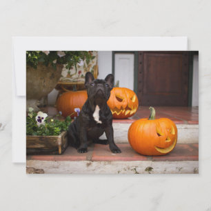 Cutest Baby Animals   French Bulldog Halloween Thank You Card