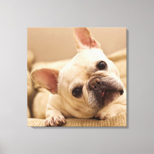 Cutest Baby Animals   French Bulldog Head Tilt Canvas Print
