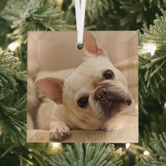 Cutest Baby Animals | French Bulldog Head Tilt Glass Tree Decoration (Insitu)