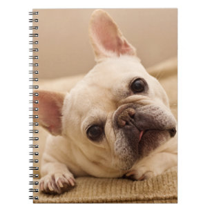 Cutest Baby Animals   French Bulldog Head Tilt Notebook