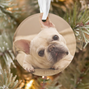 Cutest Baby Animals   French Bulldog Head Tilt Ornament