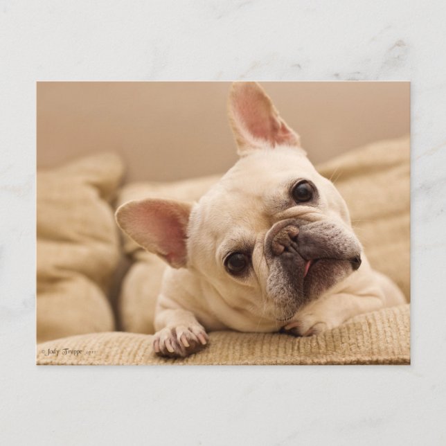 Cutest Baby Animals | French Bulldog Head Tilt Postcard (Front)
