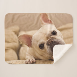 Cutest Baby Animals French Bulldog Head Tilt Sherpa Blanket