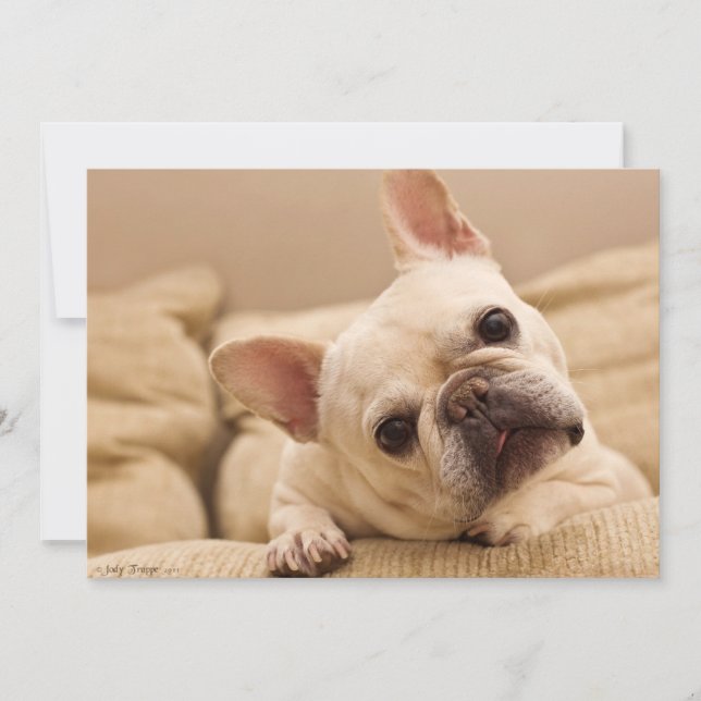 Cutest Baby Animals | French Bulldog Head Tilt Thank You Card (Front)