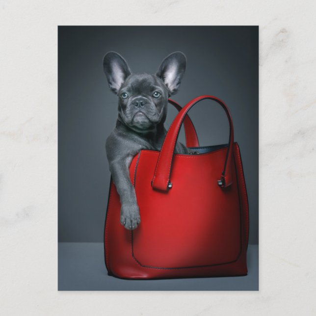 Cutest Baby Animals | French Bulldog in Handbag Postcard (Front)