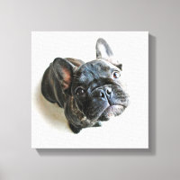 Cutest Baby Animals | French Bulldog Look Up