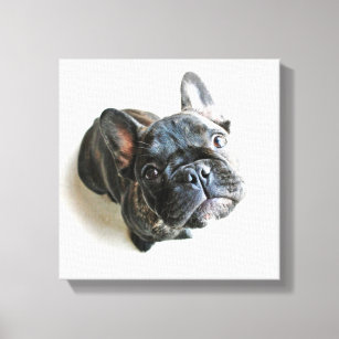 Cutest Baby Animals   French Bulldog Look Up Canvas Print