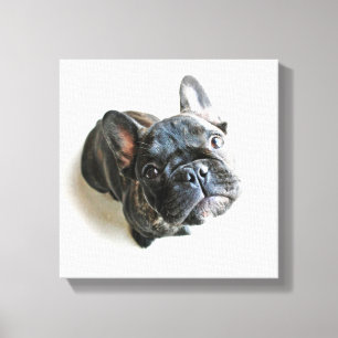 Cutest Baby Animals   French Bulldog Look Up Canvas Print