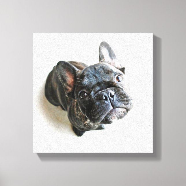 Cutest Baby Animals | French Bulldog Look Up Canvas Print (Front)