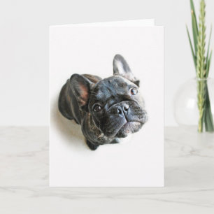 Cutest Baby Animals   French Bulldog Look Up Card
