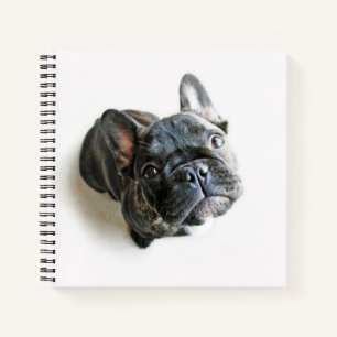 Cutest Baby Animals French Bulldog Look Up Notebook