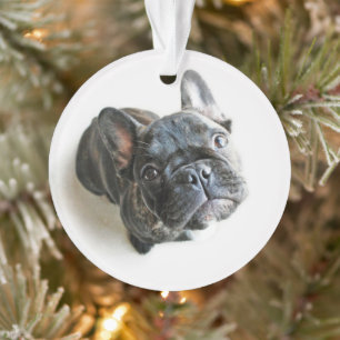 Cutest Baby Animals   French Bulldog Look Up Ornament