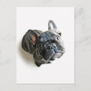 Cutest Baby Animals   French Bulldog Look Up Postcard