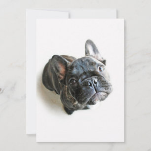 Cutest Baby Animals   French Bulldog Look Up Thank You Card