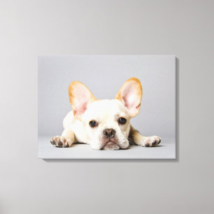 Cutest Baby Animals   French Bulldog Lying Down Canvas Print
