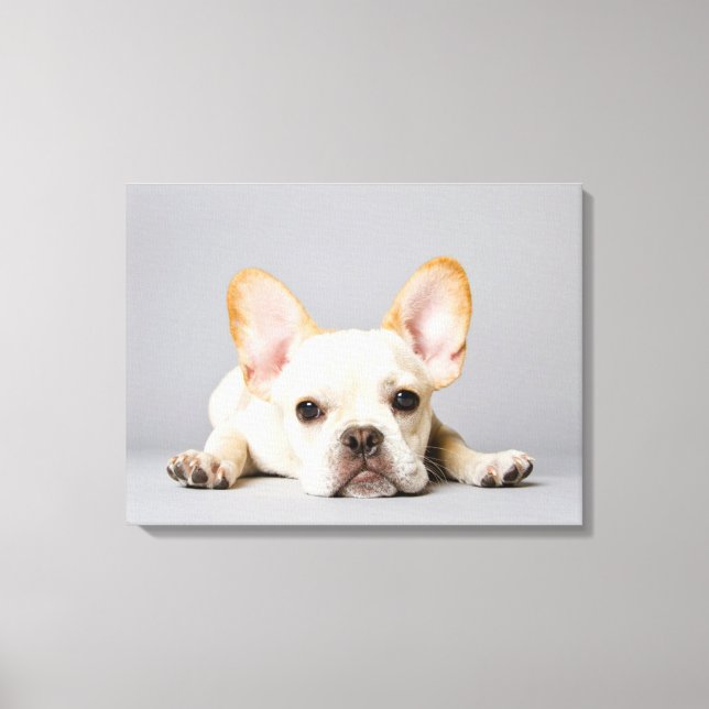 Cutest Baby Animals | French Bulldog Lying Down Canvas Print (Front)