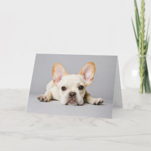 Cutest Baby Animals   French Bulldog Lying Down Card