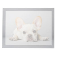 Cutest Baby Animals | French Bulldog Lying Down
