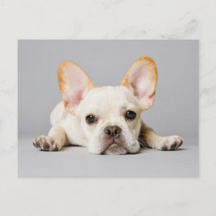 Cutest Baby Animals   French Bulldog Lying Down Postcard