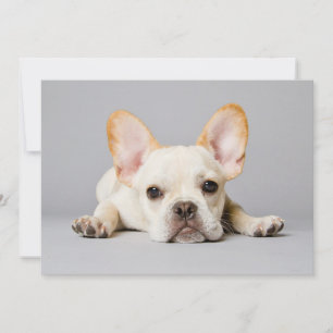 Cutest Baby Animals   French Bulldog Lying Down Thank You Card