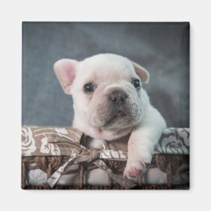 Cutest Baby Animals   French Bulldog Magnet
