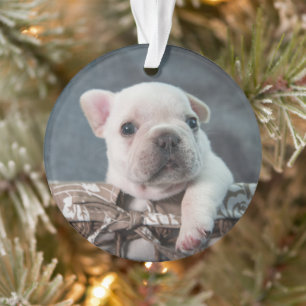 Cutest Baby Animals   French Bulldog Ornament