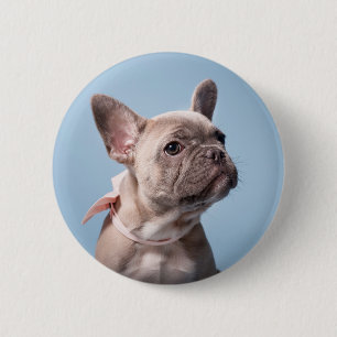 Cutest Baby Animals   French Bulldog Pink Bow 6 Cm Round Badge