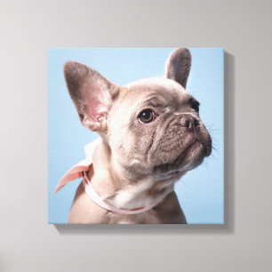 Cutest Baby Animals   French Bulldog Pink Bow Canvas Print