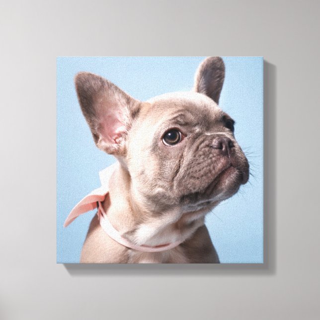 Cutest Baby Animals | French Bulldog Pink Bow Canvas Print (Front)
