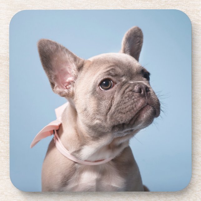 Cutest Baby Animals | French Bulldog Pink Bow Coaster (Front)