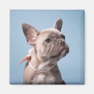 Cutest Baby Animals French Bulldog Pink Bow Magnet