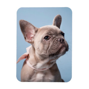 Cutest Baby Animals   French Bulldog Pink Bow Magnet