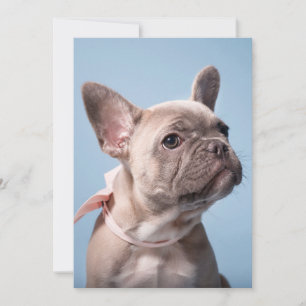 Cutest Baby Animals   French Bulldog Pink Bow Thank You Card