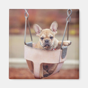 Cutest Baby Animals   French Bulldog Playground Magnet