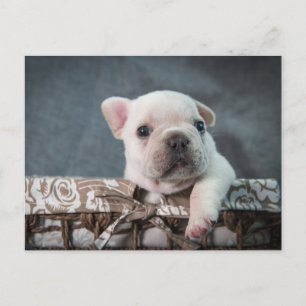 Cutest Baby Animals   French Bulldog Postcard
