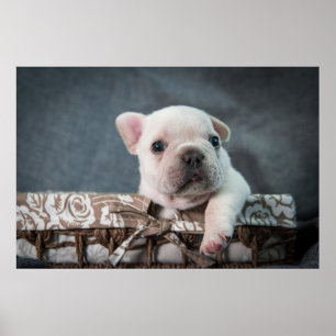 Cutest Baby Animals   French Bulldog Poster