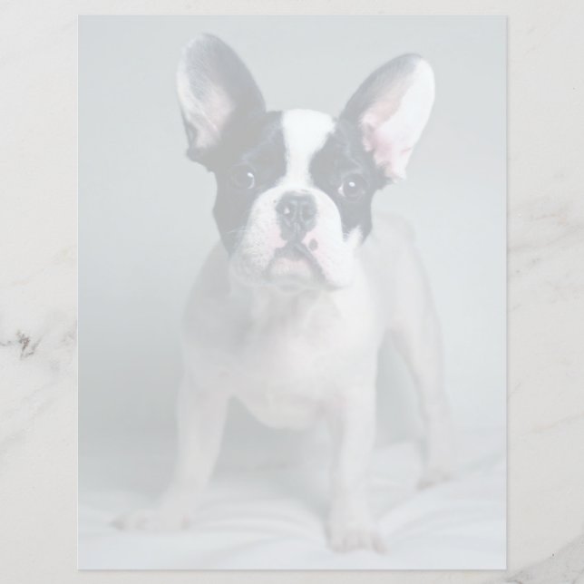 Cutest Baby Animals | French Bulldog Puppy (Front)