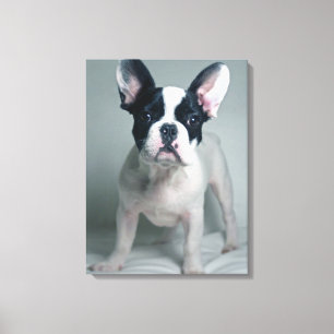 Cutest Baby Animals French Bulldog Puppy Canvas Print