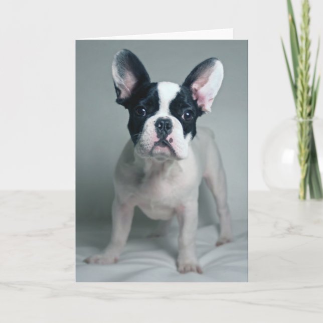 Cutest Baby Animals | French Bulldog Puppy Card (Front)