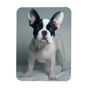 Cutest Baby Animals French Bulldog Puppy Magnet