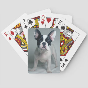 Cutest Baby Animals   French Bulldog Puppy Playing Cards