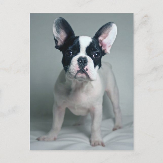 Cutest Baby Animals | French Bulldog Puppy Postcard (Front)