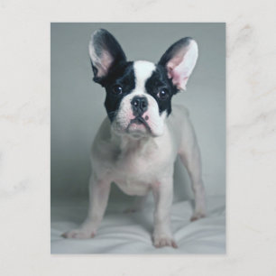 Cutest Baby Animals   French Bulldog Puppy Postcard