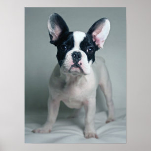 Cutest Baby Animals   French Bulldog Puppy Poster