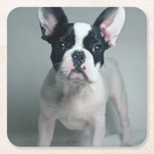 Cutest Baby Animals French Bulldog Puppy Square Paper Coaster