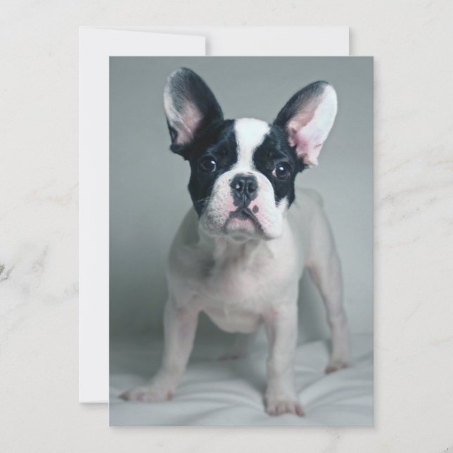 Cutest Baby Animals | French Bulldog Puppy Thank You Card (Front)