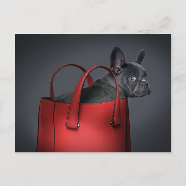 Cutest Baby Animals | French Bulldog Red Hand Bag Postcard (Front)