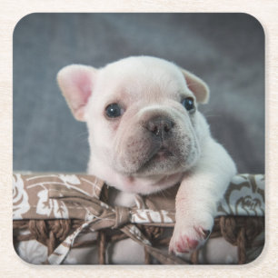 Cutest Baby Animals French Bulldog Square Paper Coaster