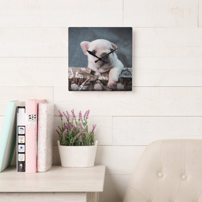 Cutest Baby Animals | French Bulldog Square Wall Clock (Reading Room)