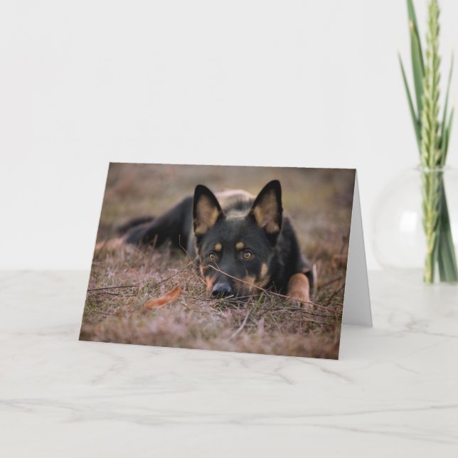 Cutest Baby Animals | German Shepherd Puppy Card (Front)